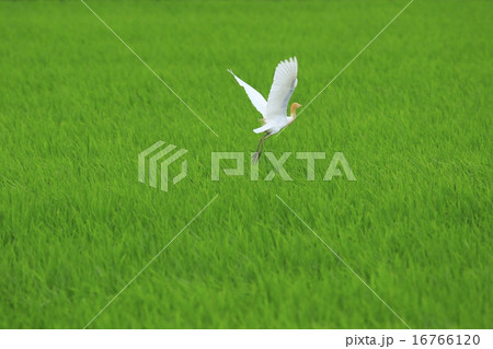 青田にサギ 16766120