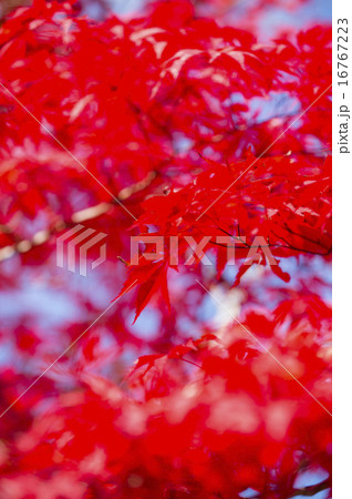 紅葉（深紅） 16767223