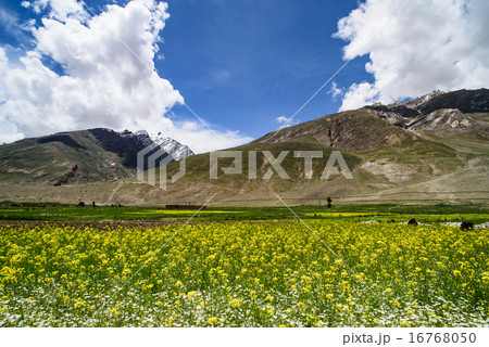 Mustard field with mountain background, Srinagar 16768050