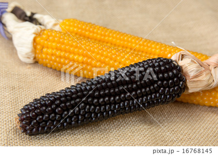 乾燥トウモロコシ 乾燥トウモロコシ 16768145