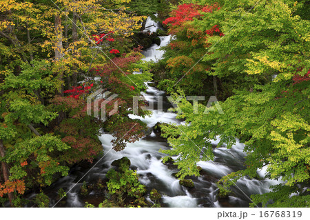 秋の渓流 16768319