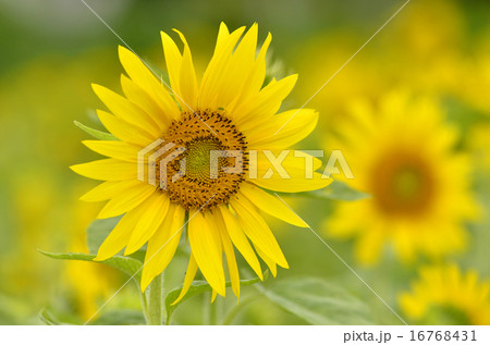ひまわり 16768431