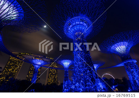 Night view of The Supertree at Gardens by the Bay 16769515