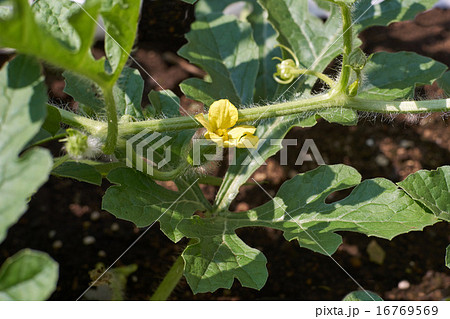 スイカの雌花と蟻の写真素材