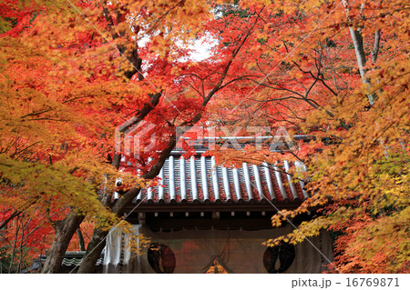 京都の紅葉113 京都の紅葉113 16769871