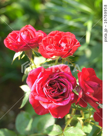 赤いバラ：ウィンショッテン 16769958