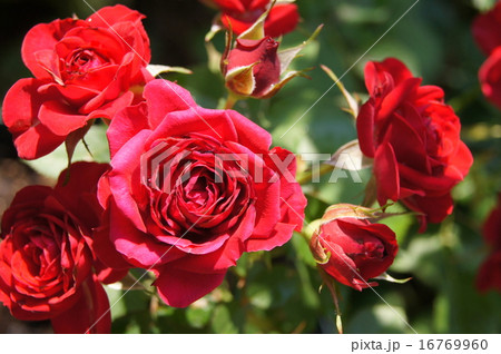 赤いバラ：ウィンショッテン 16769960