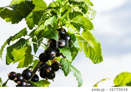 blackcurrant 16770638