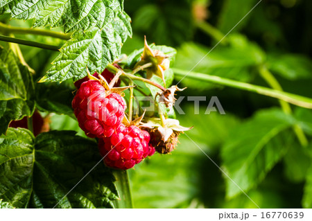 raspberry 16770639