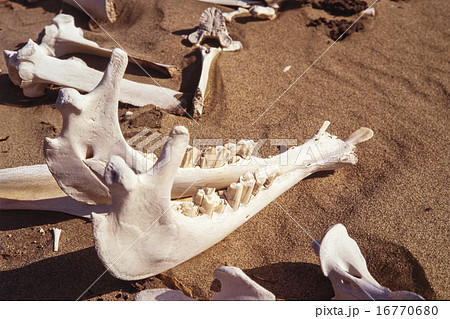 砂漠のラクダ白骨死体の写真素材