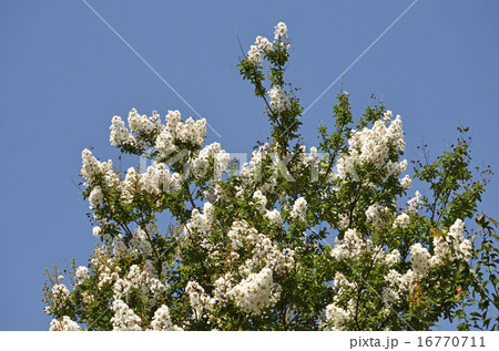 シロサルスベリ（白百日紅） 16770711