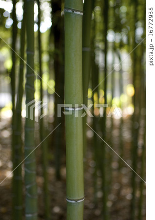 竹林 竹林 16772938