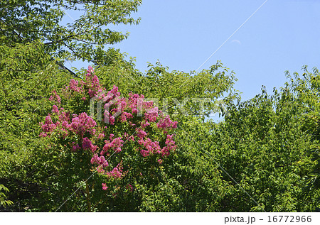 サルスベリ（百日紅） 16772966