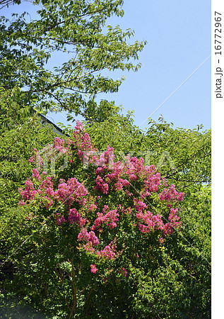 サルスベリ（百日紅） 16772967