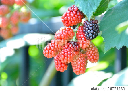 ブラックベリーの実 16773383