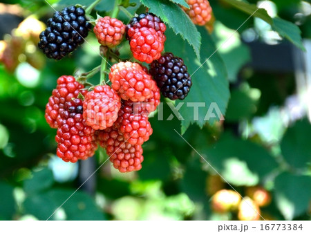 ブラックベリーの実 ブラックベリーの実 16773384