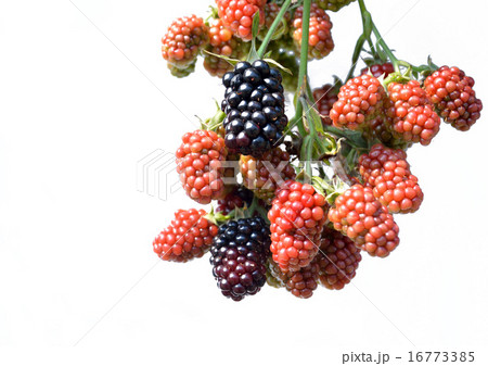 ブラックベリーの実 16773385