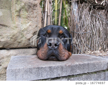 人気者のロットワイラー 人気者のロットワイラー 16774697
