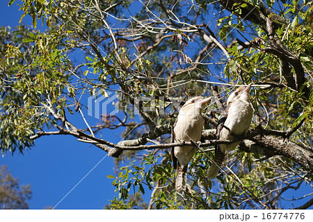 ワライカワセミ　ファミリー　 16774776