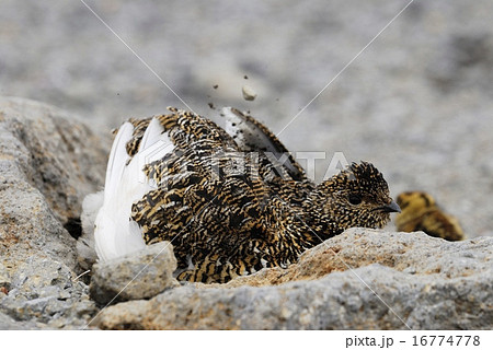 砂浴びするライチョウ 砂浴びするライチョウ 16774778