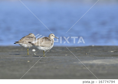 コオバシギ幼鳥 コオバシギ幼鳥 16774794