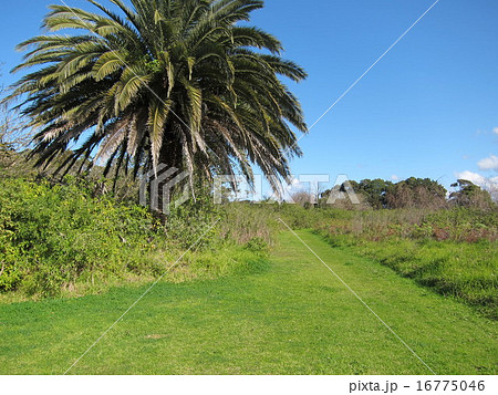 緑の散歩道　 16775046