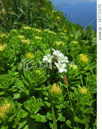 イワイチョウ 16775379