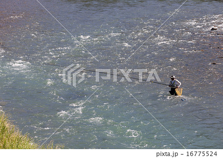 鮎の友釣り 鮎の友釣り 16775524