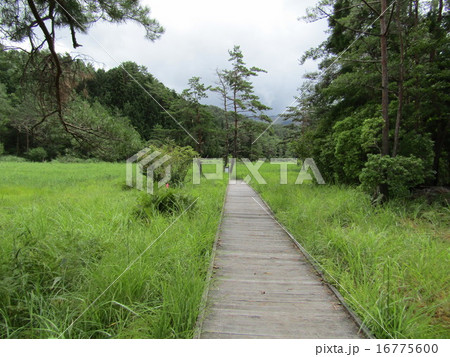 徳島・黒沢(くろぞう)湿原 徳島・黒沢(くろぞう)湿原 16775600
