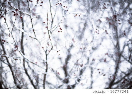 Hawthorn covered with hoarfrost 16777241