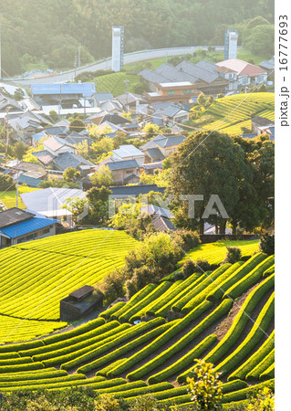 静岡県・茶畑の集落 16777693