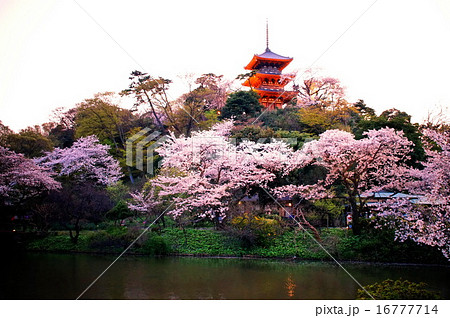 三渓園 桜 外苑 旧燈明寺三重塔 重要文化財 神奈川県 横浜市 中区 本牧の写真素材