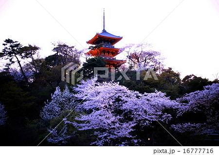 三渓園 桜 外苑 ・ 旧燈明寺三重塔 (重要文化財) 神奈川県 横浜市 中区 本牧 三渓園 桜 外苑 ・ 旧燈明寺三重塔 (重要文化財) 神奈川県 横浜市 中区 本牧 16777716
