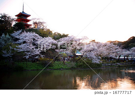 三渓園　桜　外苑  ・ 大池  ・ 旧燈明寺三重塔 （重要文化財）  神奈川県 横浜市 中区 本牧 16777717
