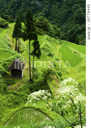 シシウド咲く棚田 シシウド咲く棚田 16778440