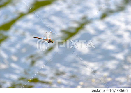 Dragonfly close up flying over the water Dragonfly close up flying over the water 16778666
