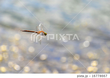 Dragonfly close up flying over the water 16778667