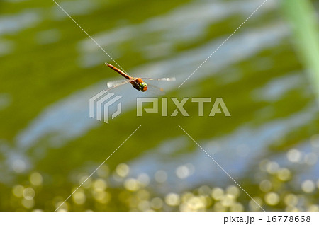 Dragonfly close up flying over the water Dragonfly close up flying over the water 16778668