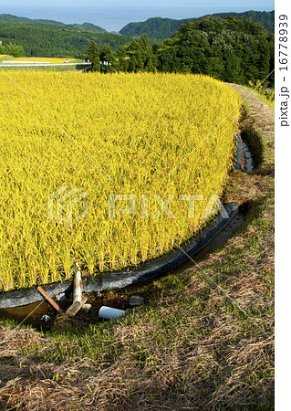 氷見市長坂の棚田の写真素材