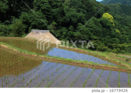 西伊豆松崎町石部の棚田 16779426