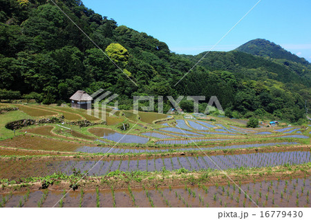 西伊豆松崎町石部の棚田 西伊豆松崎町石部の棚田 16779430