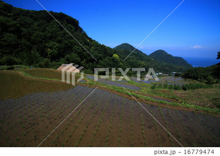 西伊豆松崎町石部の棚田 16779474