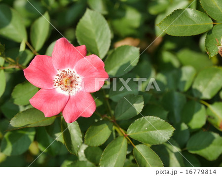 花 花 16779814