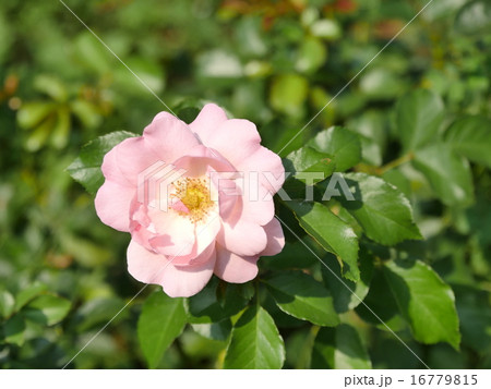花 花 16779815