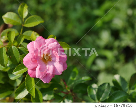 花 花 16779816