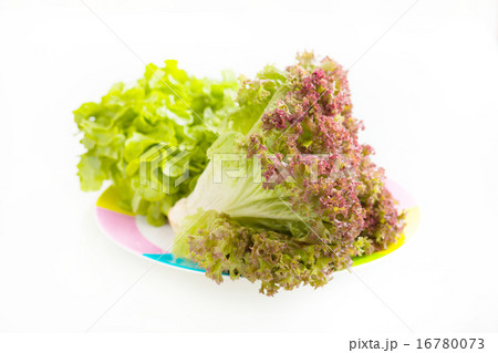 新鮮なレタス 新鮮なレタス 16780073