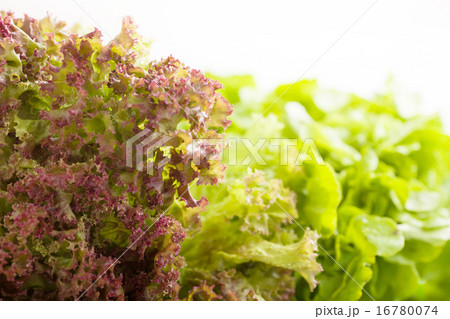 新鮮なレタス 新鮮なレタス 16780074
