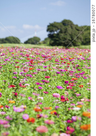 百日草の花畑と青空 百日草の花畑と青空 16780077