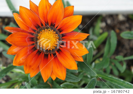 カザニア 16780742