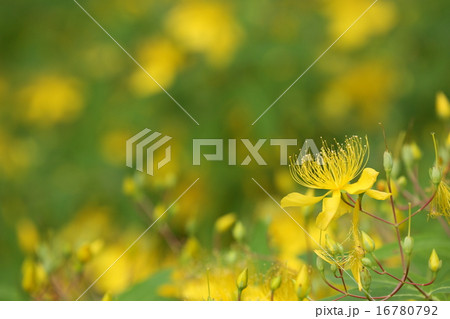 ビヨウヤナギ ビヨウヤナギ 16780792